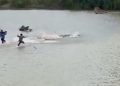 Buaya Sungai Way Semaka Tanggamus Serang Hingga Tewas