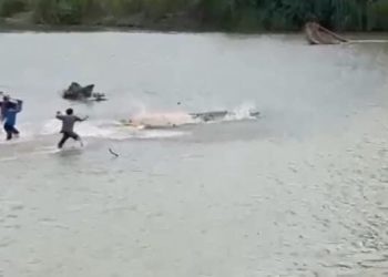 Buaya Sungai Way Semaka Tanggamus Serang Hingga Tewas