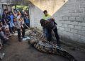 Buaya 4,5 Meter di Way Semaka Ditangkap Setelah Menghabisi Warga