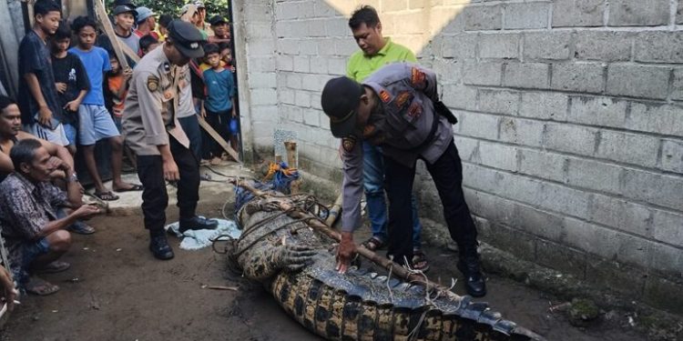 Buaya 4,5 Meter di Way Semaka Ditangkap Setelah Menghabisi Warga
