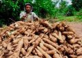 Harga Tapioka Turun, Petani Singkong Harus Siap Menghadapi Tren Penurunan Harga