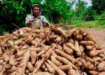 Harga Tapioka Turun, Petani Singkong Harus Siap Menghadapi Tren Penurunan Harga