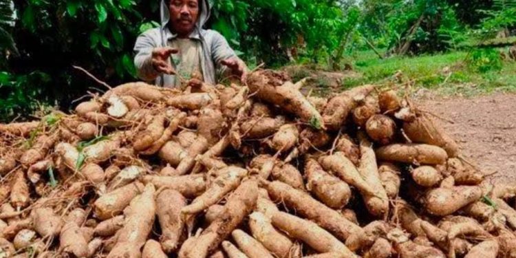 Harga Tapioka Turun, Petani Singkong Harus Siap Menghadapi Tren Penurunan Harga