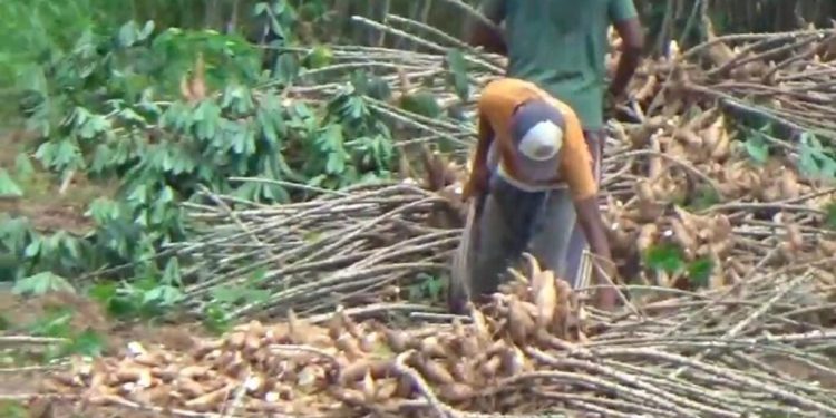 Pabrik Diminta Patuhi Harga Acuan Singkong, Pertemuan PPUKI dan Presiden Segera Terjadi