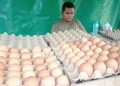 Warga dan Pedagang Tertekan Karena Kenaikan Harga Telur