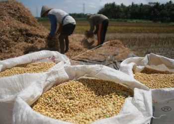 Tanaman Ini Menjadi Komoditas Unggulan Baru di Lampung