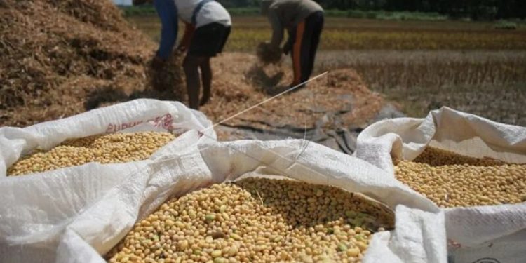 Tanaman Ini Menjadi Komoditas Unggulan Baru di Lampung