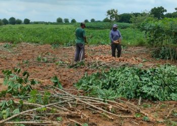 Pabrik Penuhi Pergub Tentang Acuan Harga Singkong