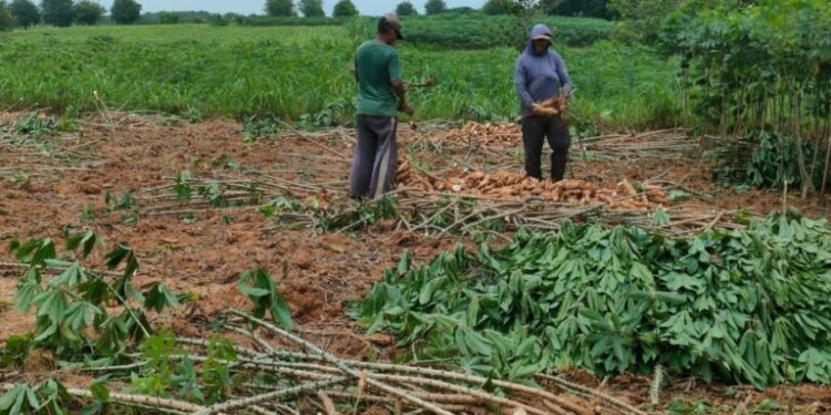 Pabrik Penuhi Pergub Tentang Acuan Harga Singkong