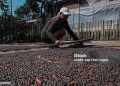 Biochar Limbah Kopi Menjadi Sorotan di Lampung Fest 2025