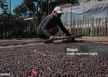 Biochar Limbah Kopi Menjadi Sorotan di Lampung Fest 2025