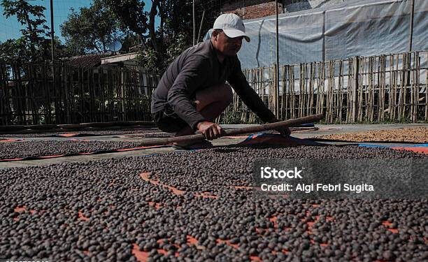 Biochar Limbah Kopi Menjadi Sorotan di Lampung Fest 2025