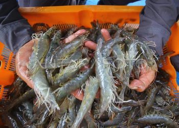 Petambak Udang Memerlukan Dukungan dari Pemerintah Daerah