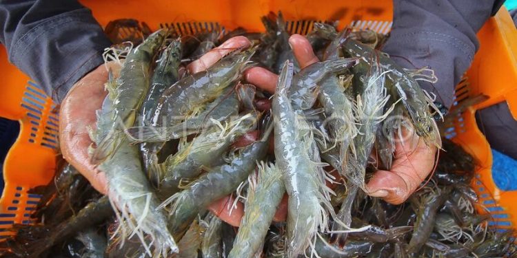 Petambak Udang Memerlukan Dukungan dari Pemerintah Daerah