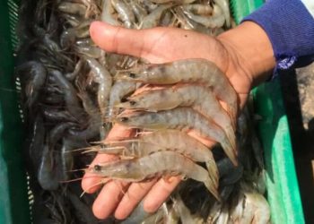 Udang Indonesia Kembali Tersedia di Pasar AS