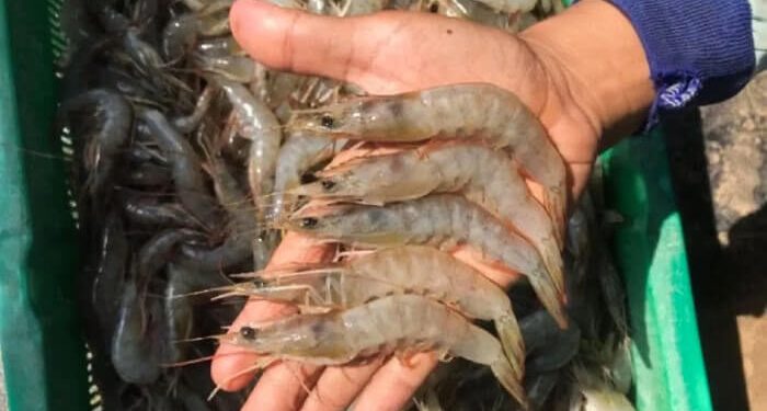 Udang Indonesia Kembali Tersedia di Pasar AS