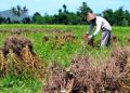 Petani Kedelai Lampung Butuh Dukungan Pemerintah Tingkatkan Daya Saing