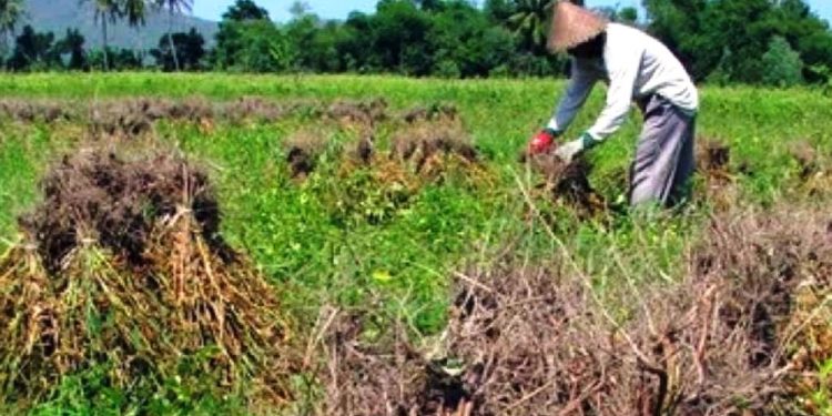 Petani Kedelai Lampung Butuh Dukungan Pemerintah Tingkatkan Daya Saing